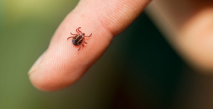 02-13-things-ticks-wont-tell-you-smaller-than-you-think